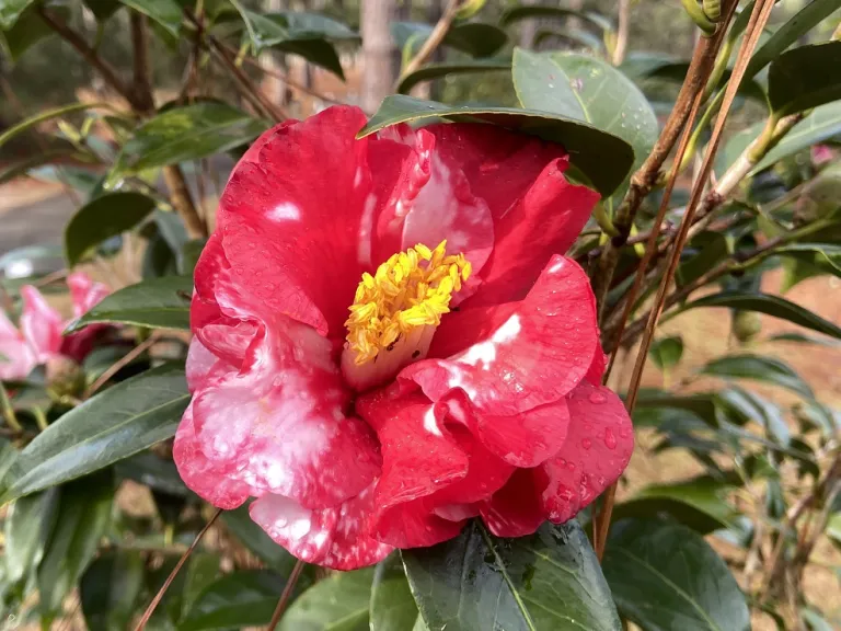 Camellia japonica 'Ville de Nantes' Brookgreen